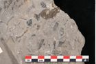 Foto (Detailansicht) von Caulinites otagoicus Ettingshausen (NHMW-GEO-2024-0188-10162a)